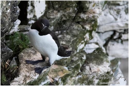 Razorbill, Bempton Cliffs 22 June 2024