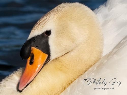 Mute Swan Close Up, West Cumbria