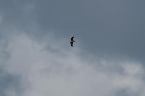 Hobby flying in Cumbria