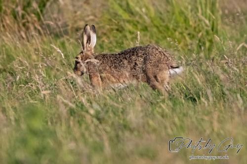 7 July 2024 - Frizington, Cumbria- Hare