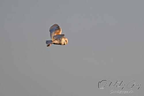 7 July 2024 - Frizington, Cumbria- Barn Owl