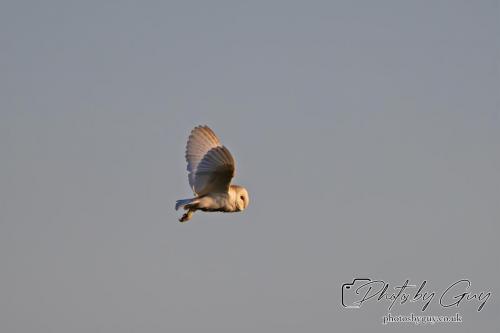 7 July 2024 - Frizington, Cumbria- Barn Owl