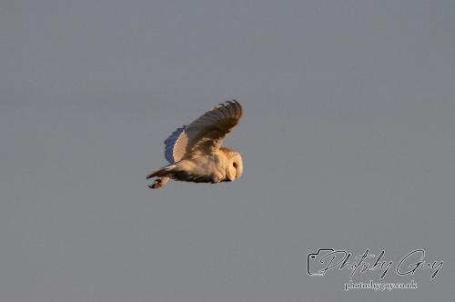 7 July 2024 - Frizington, Cumbria- Barn Owl
