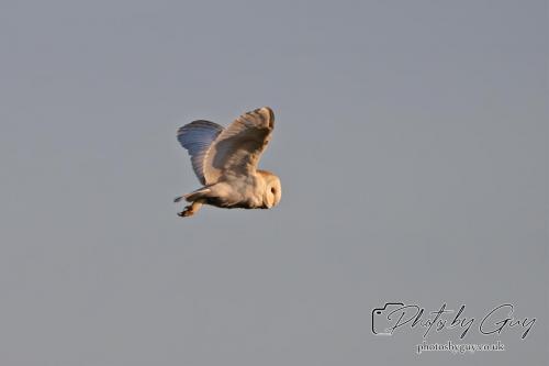 7 July 2024 - Frizington, Cumbria- Barn Owl