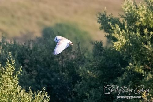 7 July 2024 - Frizington, Cumbria- Barn Owl