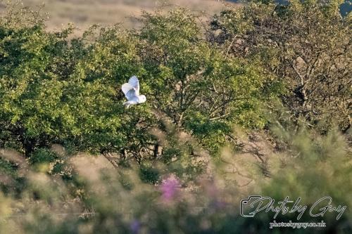 7 July 2024 - Frizington, Cumbria- Barn Owl