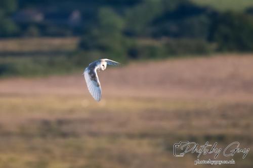 7 July 2024 - Frizington, Cumbria- Barn Owl