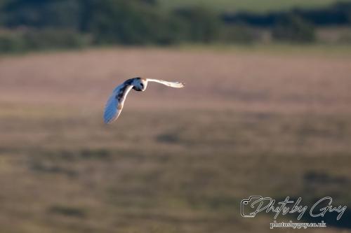 7 July 2024 - Frizington, Cumbria- Barn Owl
