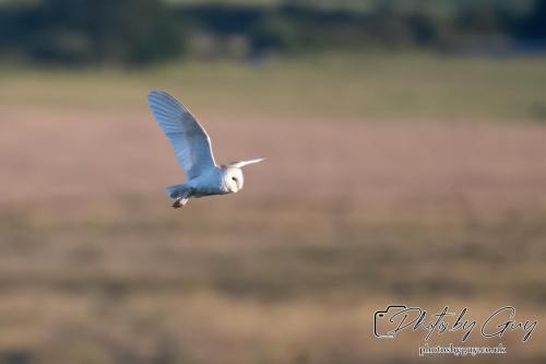 7 July 2024 - Frizington, Cumbria- Barn Owl