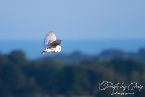 7 July 2024 - Frizington, Cumbria- Barn Owl