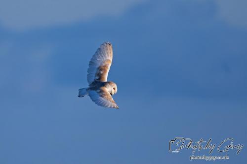 7 July 2024 - Frizington, Cumbria- Barn Owl