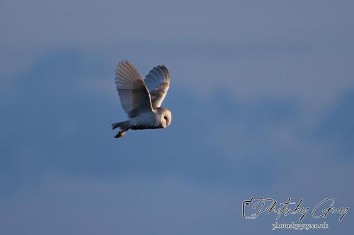 7 July 2024 - Frizington, Cumbria- Barn Owl