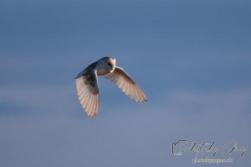 7 July 2024 - Frizington, Cumbria- Barn Owl