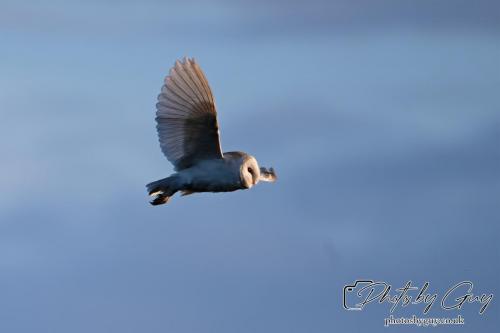 7 July 2024 - Frizington, Cumbria- Barn Owl