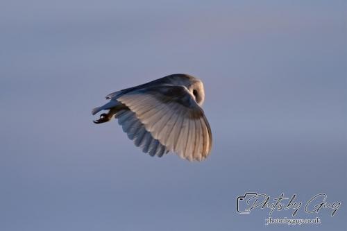 7 July 2024 - Frizington, Cumbria- Barn Owl