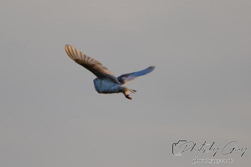 7 July 2024 - Frizington, Cumbria- Barn Owl