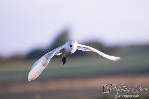 Barn Owl with Prey, West Cumbria