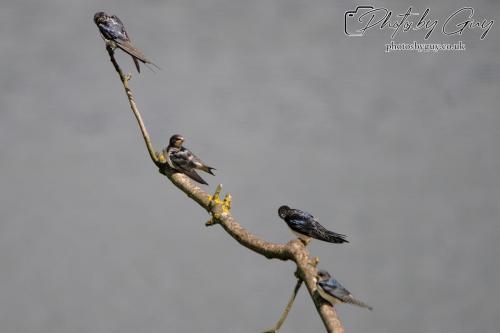 Swallows on a branch Parkside, Cumbria