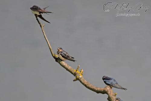 Swallows on a branch Parkside, Cumbria
