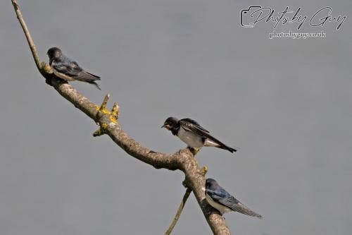 Swallows on a branch Parkside, Cumbria