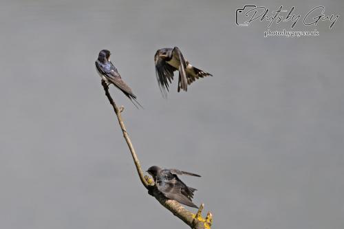 Swallows on a branch Parkside, Cumbria