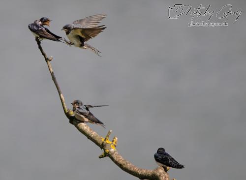 Swallows on a branch Parkside, Cumbria