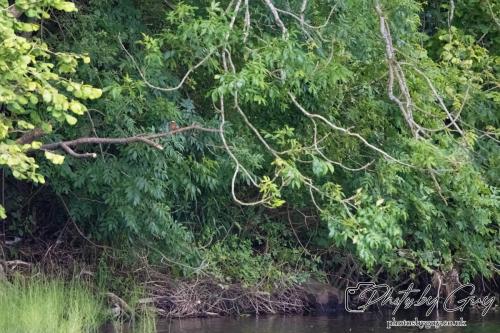 Spot the Kingfisher! West Cumbria