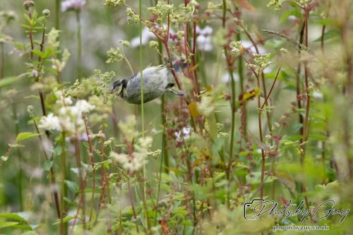 Juvinile Great Tit on seeds, West Cumbria