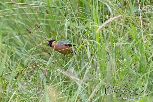 Bullfinch on the seeds, West Cumbria