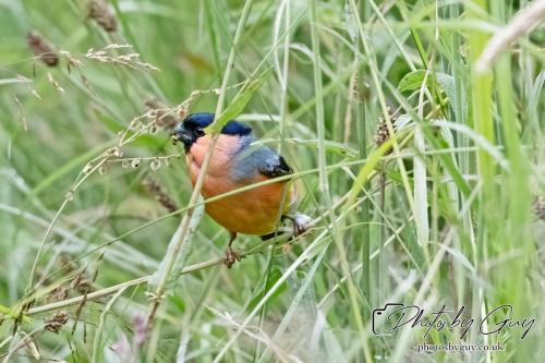 Bullfinch on the seeds, West Cumbria