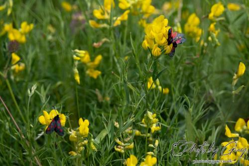12 July 2023 Rowrah, Cumbria - 6 spotted Burnet