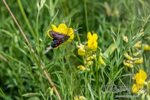 12 July 2023 Rowrah, Cumbria - 6 spotted Burnet
