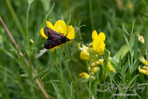 6 Spotted Burnet