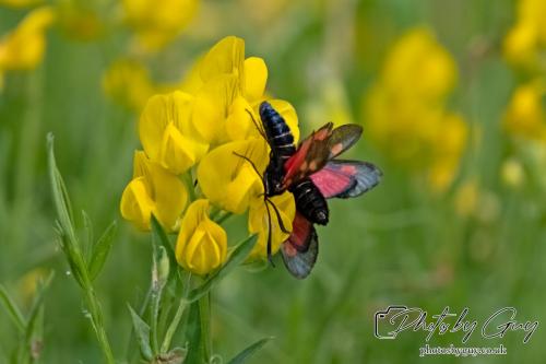 12 July 2023 Rowrah, Cumbria - 6 spotted Burnet