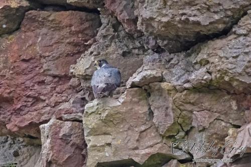 12 July 2023 Rowrah, Cumbria - Perigrin Falcon