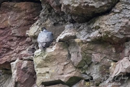 12 July 2023 Rowrah, Cumbria - Perigrin Falcon Juvs