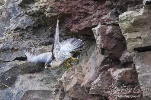 12 July 2023 Rowrah, Cumbria - Perigrin Falcon