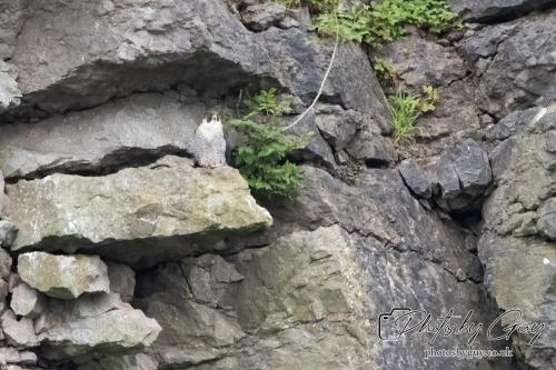 12 July 2023 Rowrah, Cumbria - Perigrin Falcon