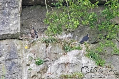 12 July 2023 Rowrah, Cumbria - Perigrin Falcon Juvs