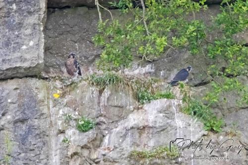 12 July 2023 Rowrah, Cumbria - Perigrin Falcon Juvs
