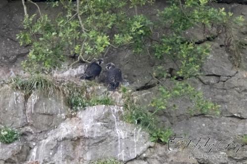 12 July 2023 Rowrah, Cumbria - Perigrin Falcon Juvs