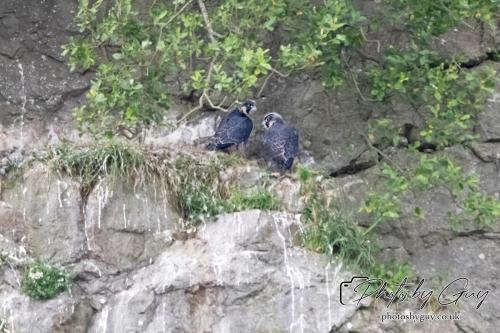 12 July 2023 Rowrah, Cumbria - Perigrin Falcon juvs