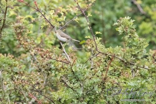 Willow Warbler