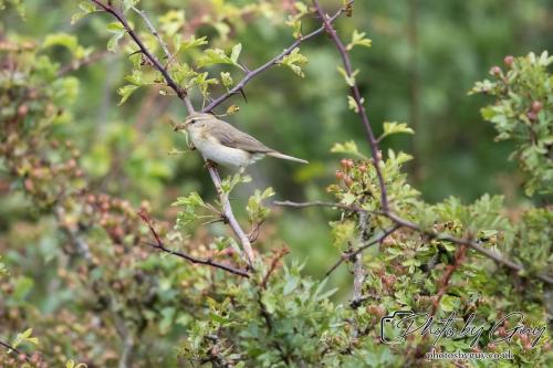 Willow Warbler