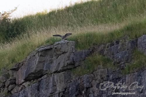 13 - 18 July 2024, Near Ennerdale, Cumbria - Juvinile Peregrine Falcon
