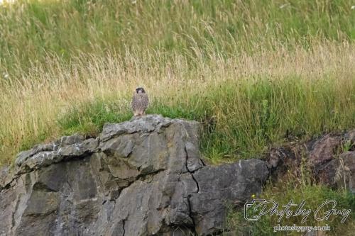 13 - 18 July 2024, Near Ennerdale, Cumbria - Juvinile Peregrine Falcon