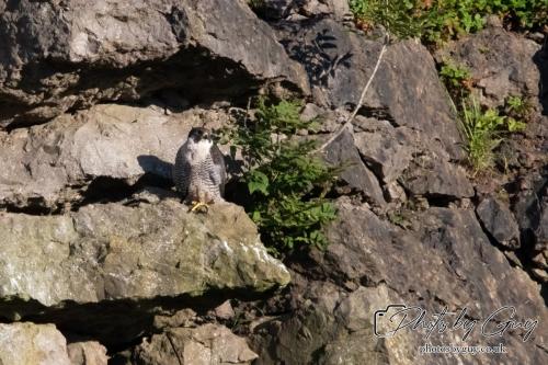13 - 18 July 2024, Near Ennerdale, Cumbria - Adult Peregrine Faclon