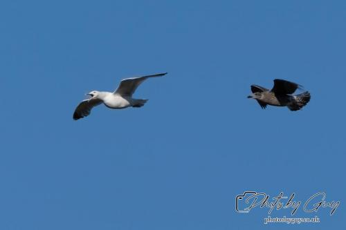 13 - 18 July 2024, Near Ennerdale, Cumbria - Herring Gulls in flight