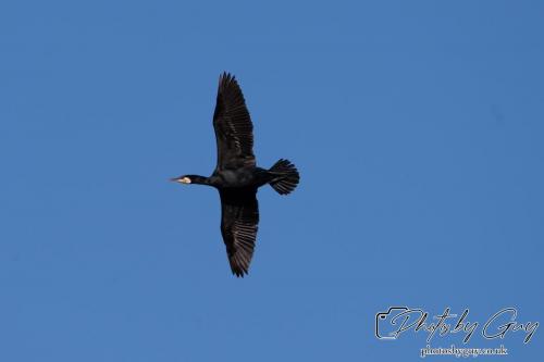 13 - 18 July 2024, Near Ennerdale, Cumbria - Cormorant