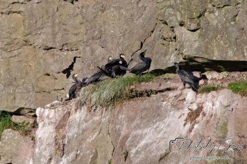13 - 18 July 2024, Near Ennerdale, Cumbria - Cormorant Nest